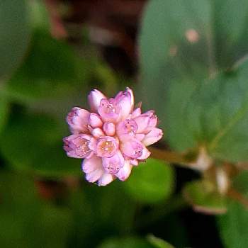 オレガノ ケントビューティー,グレゴマ,紫陽花  エンドレスサマー,アナベル,ガザニアの画像