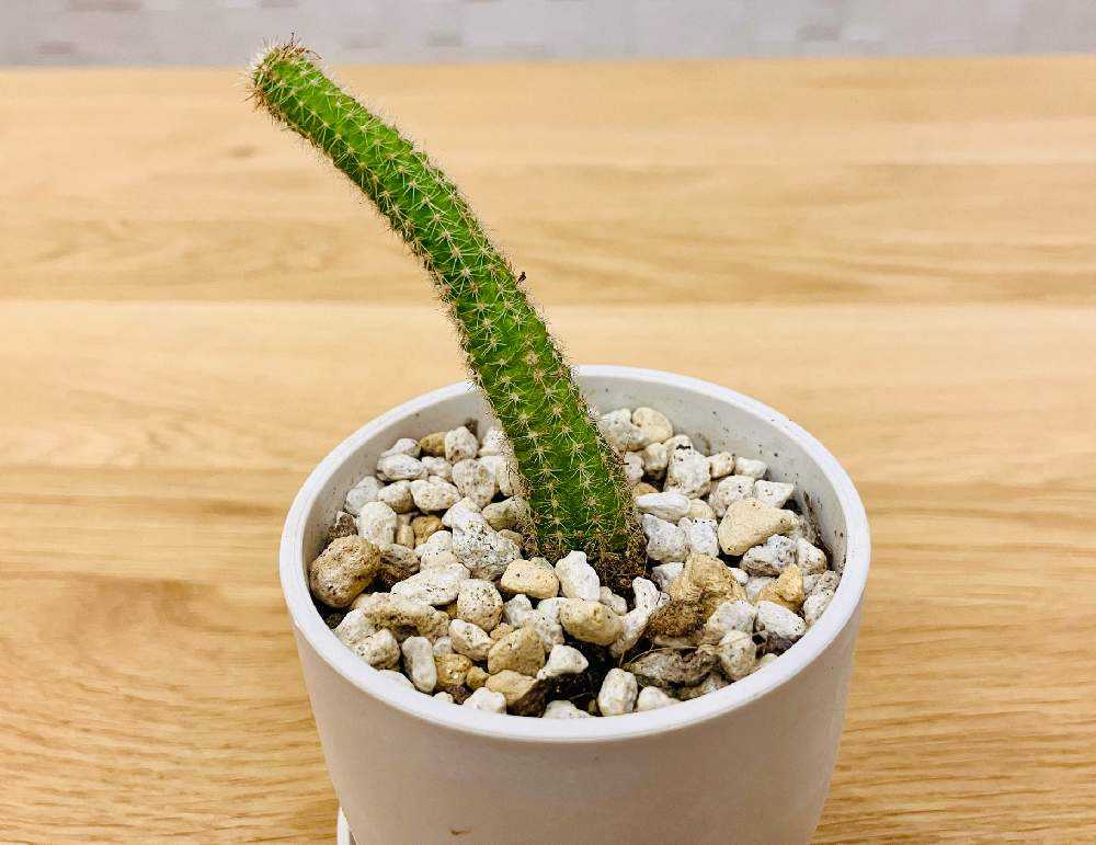 2023.9 NEW FACE①🌵✨｜🍀GreenSnap（グリーンスナップ）