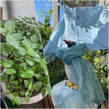 オレガノ ケントビューティー,グレゴマ,紫陽花  エンドレスサマー,アナベル,ガザニアの画像