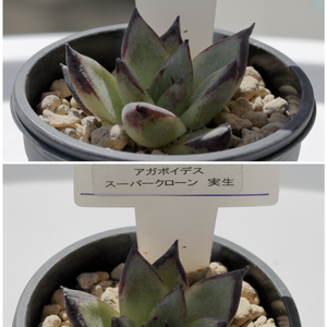 多肉植物 ペペロミア グラベオレンス せつなく 7.5cmポット苗
