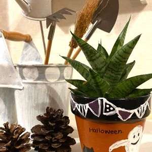 多肉植物,観葉植物,ハロウィン,緑のある暮らし,秋の気配の画像