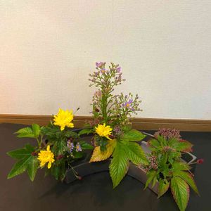 フジバカマ,ワレモコウ,キイチゴ,シオン,キクの画像