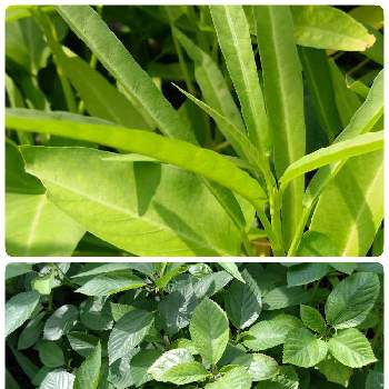 自家製野菜の画像