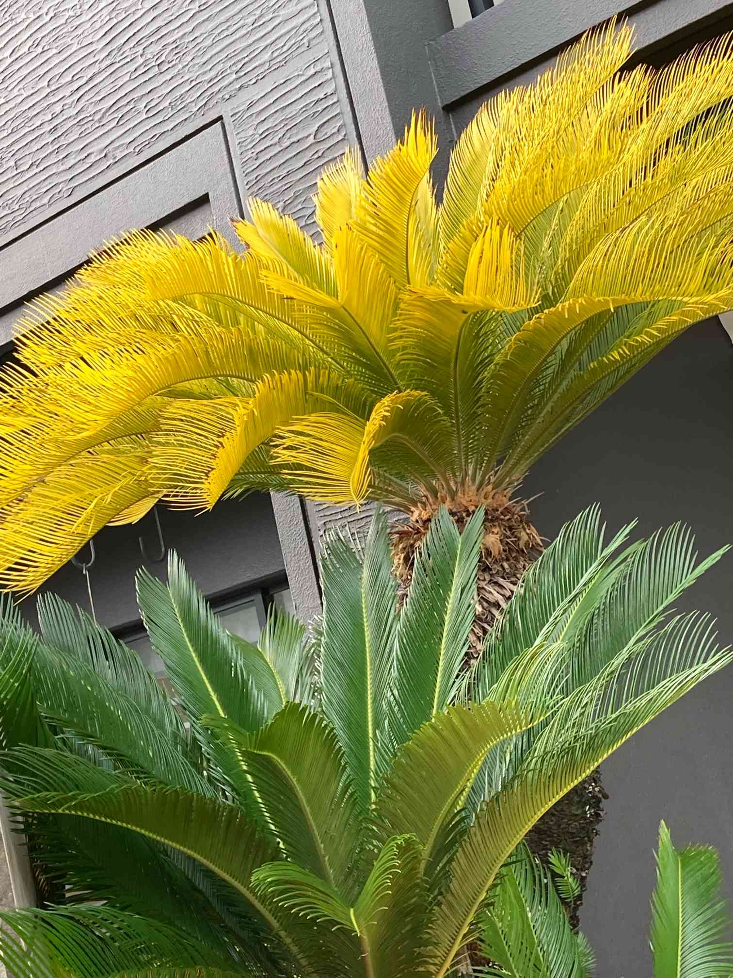 黄金ソテツの一覧｜🍀GreenSnap（グリーンスナップ）