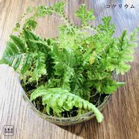 ゆるっと苔愛好会,コケリウム,観葉植物のある暮らし,シダ植物,苔テラリウムの画像