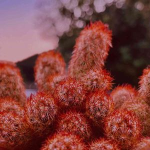 黄金司,観葉植物,サボテン☆,サボテン初心者,オレンジ色の植物フォトコンテストの画像