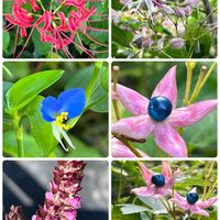 ヒガンバナ,ツユクサ,赤紫蘇の花,赤紫蘇,クサギの画像