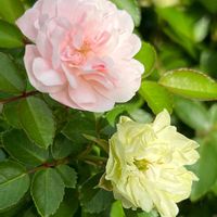 アイスグリーン,ミニバラ・グリーンアイス,開花,観察,お花が癒しの画像