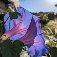 アサガオの画像