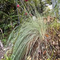ワレモコウ,放置栽培,地植え,おうち園芸,花のある暮らしの画像