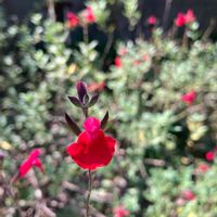 チェリーセージ,繋がりに感謝,花壇,My Garden♪,平和を願う☆の画像