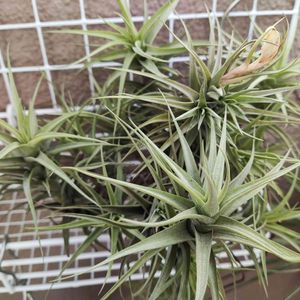 観葉植物,チランジア属,チランジア　ベルゲリ,エアプランツ,エアープランツ/チランジアの画像