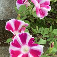 アサガオ,あっ火曜日,真っ赤な火曜日,佐倉くらしの植物苑,チーム千葉✿︎の画像