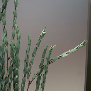 ピメレア ピソディス,lumix-gh5m2,S家の庭の植物,花壇,花木の画像