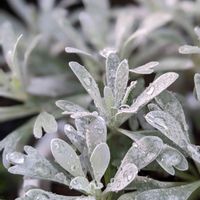モクビャッコウ,雪国,観葉植物,冬越し,初心者の画像