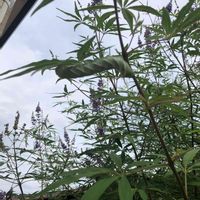 薄紫色の花,癒し,成長中,ハーブ,幼虫の画像