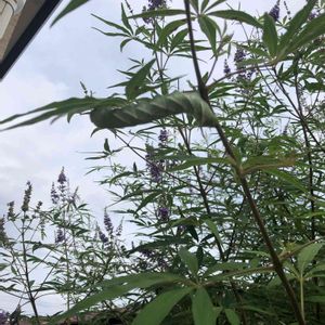 薄紫色の花,癒し,成長中,ハーブ,幼虫の画像