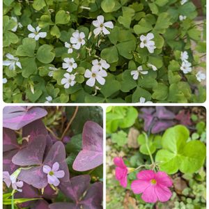 地植え,小花派,平和を願う☆,小さな庭の画像