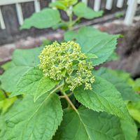 アナベル,地植え,庭の宿根草,平和を願う☆,小さな庭の画像