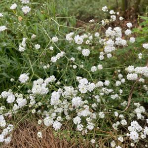 宿根 かすみ草,庭の花,ナチュラルガーデン,広い庭♡,庭の景色✽の画像