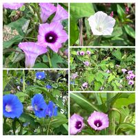 マメアサガオ,ホシアサガオ,ノアサガオ,小さな小さな庭,花のある暮らしの画像