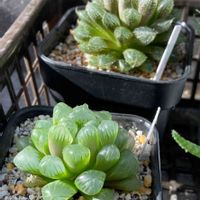 紫オブツーサ,ハオルチア ミラーボール,多肉植物,軟葉系ハオルチア,ハオルチア属の画像