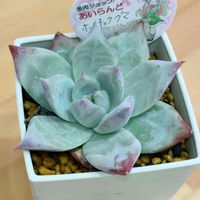北極熊,ポーラーベア,多肉植物,花と緑のある暮らし,多肉植物が好きな人と繋がりたいの画像