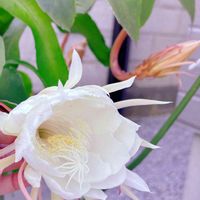 月下美人,私の癒し,植物大好き,玄関でお出迎え,おうち園芸の画像