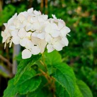 アナベル,庭木,おうち園芸,花のある暮らし,広い庭の画像