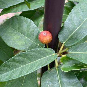 イヌビワ,地植え,緑が好き,犬とお散歩,赤い実の画像
