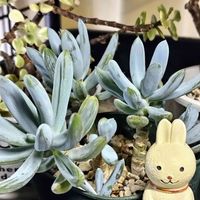 万宝,毎月3日は耳の日の画像