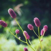 ワレモコウ,金沢自然公園,写真,写真撮影,花撮りの画像