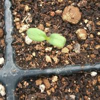  ネモフィラ,種まき,種から育ててみませんか,花のある暮らし,小さな庭の画像