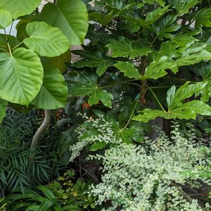 ハーブガーデン,宿根草の庭,茨城県,丁寧な暮らし,つくばの画像