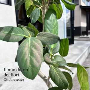 フィカス ベンガレンシス,観葉植物,植物のある暮らし,チーム新潟,エントランスの画像