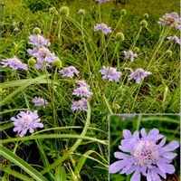 マツムシソウ,日本固有種,二年草,山野草,絶滅危惧種の画像