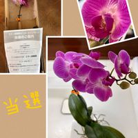 胡蝶蘭,花と緑のある暮らし,ピンクの花,ありがとう♡,みんな最高の画像