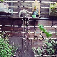ハツユキカズラ,植物のある暮らし,育てる楽しみ,バルコニーを庭に,おうち園芸の画像