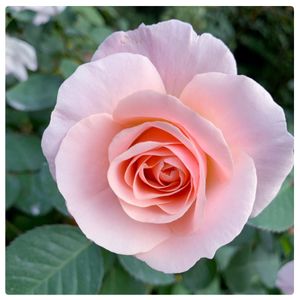 薔薇,みどりのある暮らし,サンフラアンバサダー2023,ピンクの花,2019年生の画像