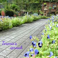 トレニア,手作りの庭,ナチュラルガーデン,夏の花,お花に癒されての画像