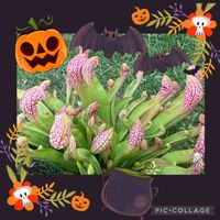 植物のある暮らし,食虫植物,ハロウィン月間,おうち園芸,緑のある暮らしの画像