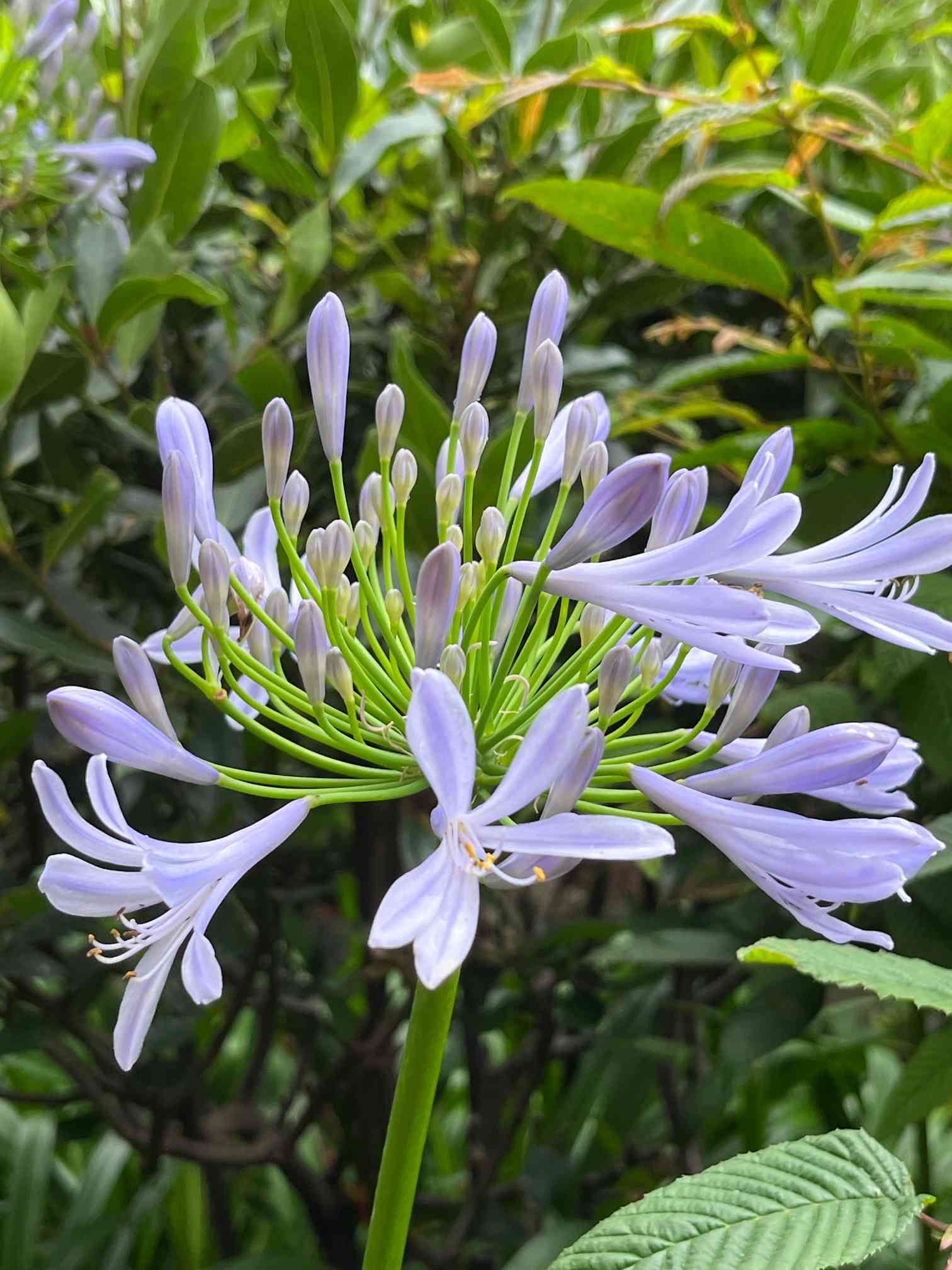 アガパンサスの株分けの挫折｜🍀GreenSnap（グリーンスナップ）