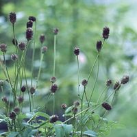 ワレモコウ,今日のお花に便乗,ガーデニング,山野草,山野草アンソロジーの画像