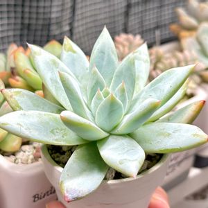 成長記録 白くま,多肉植物園ナイト営業中✩.*˚,パクさん苗,多肉男子,バルコニー/ベランダの画像