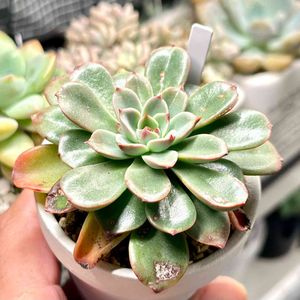 成長記録 ファンタスティックファウンテン,多肉植物園ナイト営業中✩.*˚,パクさん苗,多肉男子,バルコニー/ベランダの画像