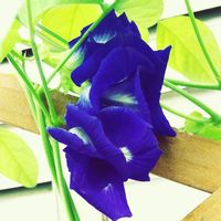 バタフライピー,shade garden,青いハーブティ,種まき,種から育てるの画像