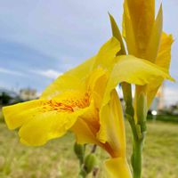 カンナ,いね,いね,今日の１枚,花のあるくらしの画像