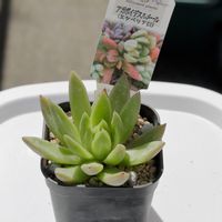 アガボイデス ルメール,多肉中毒,多肉植物,多肉植物が好きな人と繋がりたい,植え替えシーズン到来！の画像