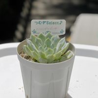 エケベリア　ホワイトザラゴーサ,多肉中毒,多肉植物,多肉植物が好きな人と繋がりたい,植え替えシーズン到来！の画像