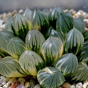 ブラックオブツーサ錦,多肉男子,軟葉系ハオルチア,植物のある暮らし,ボタニカルライフの画像
